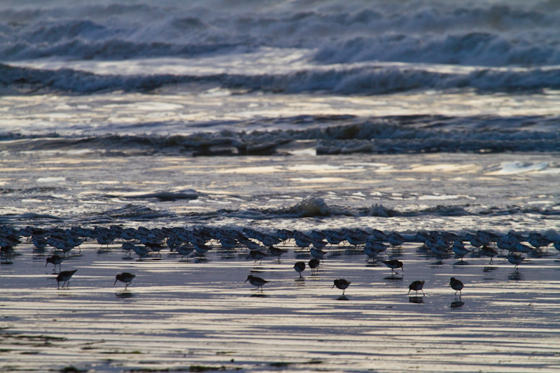 Sanderling And Dunlin In Surf